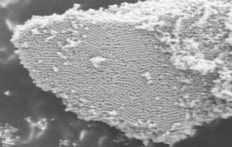 Microspheres - Nanospheres微球(图2)